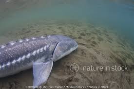 Image result for Acipenser transmontanus