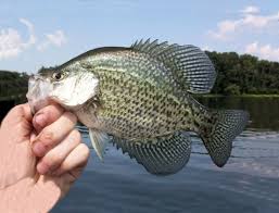 Image result for Pomoxis nigromaculatus