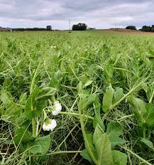 Attēlu rezultāti vaicājumam “Pisum sativum”