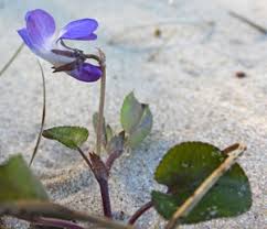 Attēlu rezultāti vaicājumam “xComagaria rosea”