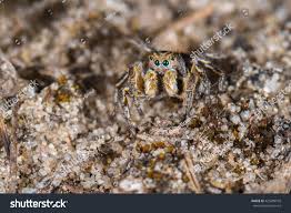 Attēlu rezultāti vaicājumam “Aelurillus v-insignitus”