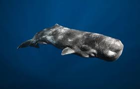 Image result for Physeter macrocephalus