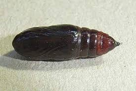 Attēlu rezultāti vaicājumam “Lycophotia porphyrea”