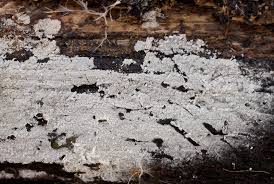 Attēlu rezultāti vaicājumam “Athelia pyriformis”