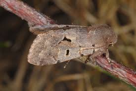 Attēlu rezultāti vaicājumam “Orthosia gothica”