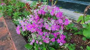 Image result for Primula malacoides