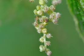 Attēlu rezultāti vaicājumam “Carex dioica male flower”