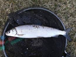 Image result for Coregonus lavaretus oxyrinchus