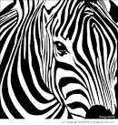 Zebra head coloring page