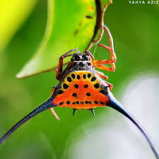 Attēlu rezultāti vaicājumam “Araneidae”