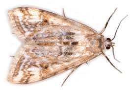 Attēlu rezultāti vaicājumam “Cataclysta lemnata”