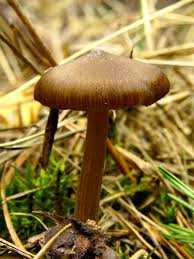 Attēlu rezultāti vaicājumam “Entoloma vernum”