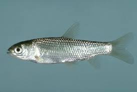 Image result for Ctenopharyngodon idella