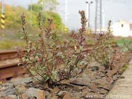 Attēlu rezultāti vaicājumam “Microrrhinum minus leaf”