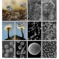 Attēlu rezultāti vaicājumam “Physarum gravidum macro”