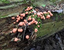 Attēlu rezultāti vaicājumam “Lycogala sphaeroconicum”