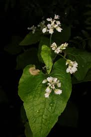 Attēlu rezultāti vaicājumam “Fagopyrum esculentum fruit”