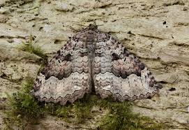 Attēlu rezultāti vaicājumam “Triphosa dubitata”