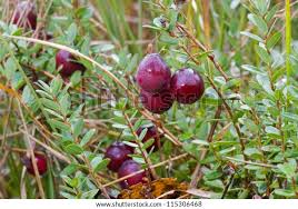 Attēlu rezultāti vaicājumam “Oxycoccus leaf”