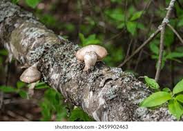 Attēlu rezultāti vaicājumam “Piptoporus betulinus”