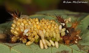 Attēlu rezultāti vaicājumam “Galerucella nymphaeae pupa”