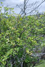 Attēlu rezultāti vaicājumam “Crataegus chrysocarpa”