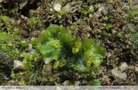 Attēlu rezultāti vaicājumam “Moerckia hibernica”