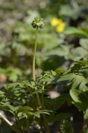 Attēlu rezultāti vaicājumam “Adoxa moschatellina”