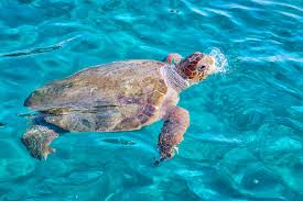 Image result for Caretta caretta