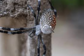 Attēlu rezultāti vaicājumam “Araneidae”