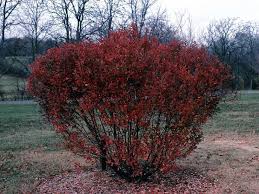 Attēlu rezultāti vaicājumam “Amelanchier canadensis”