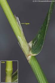 Attēlu rezultāti vaicājumam “Cinna latifolia”
