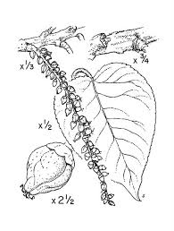 Attēlu rezultāti vaicājumam “Populus x jackii”