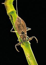 Attēlu rezultāti vaicājumam “Nepa cinerea”