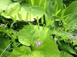 Attēlu rezultāti vaicājumam “Lathyrus palustris leaf”