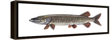 Image result for Esox masquinongy