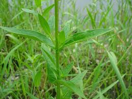 Attēlu rezultāti vaicājumam “Lythrum salicaria fruit”