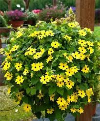 Image result for schwarzäugige Susanne