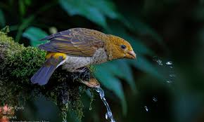 Attēlu rezultāti vaicājumam “Fringillidae”