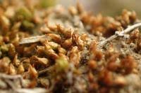 Attēlu rezultāti vaicājumam “Acaulon muticum”