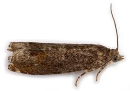 Attēlu rezultāti vaicājumam “Epinotia immundana”