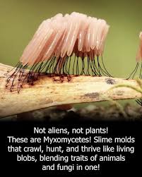 Attēlu rezultāti vaicājumam “myxomicetes”