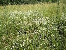 Attēlu rezultāti vaicājumam “Galium rivale”