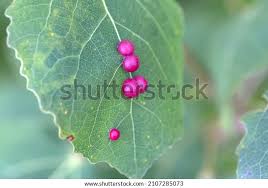 Attēlu rezultāti vaicājumam “Harmandia”