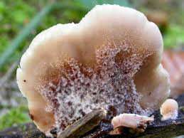 Attēlu rezultāti vaicājumam “Lentinellus ursinus”