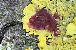 Attēlu rezultāti vaicājumam “Lichenoconium xanthoriae”