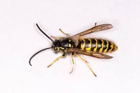Attēlu rezultāti vaicājumam “Vespula germanica male”