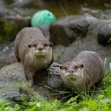 Image result for Worthing Otters