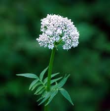 Attēlu rezultāti vaicājumam “Valeriana officinalis bud”