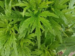 Attēlu rezultāti vaicājumam “Leonurus cardiaca leaf”